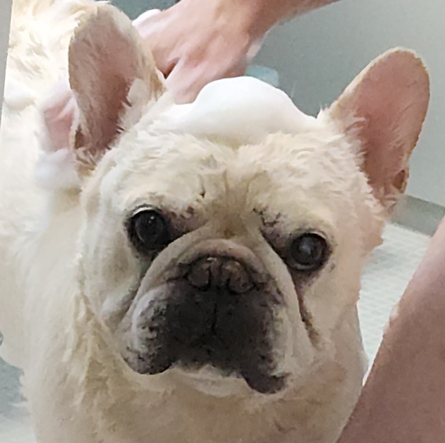 世界でその効果が認められているNatural Dog Company