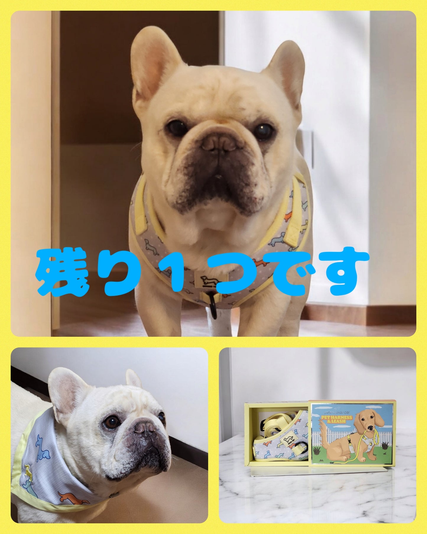 春色ハーネス+リードセット、 バンダナ(別売)