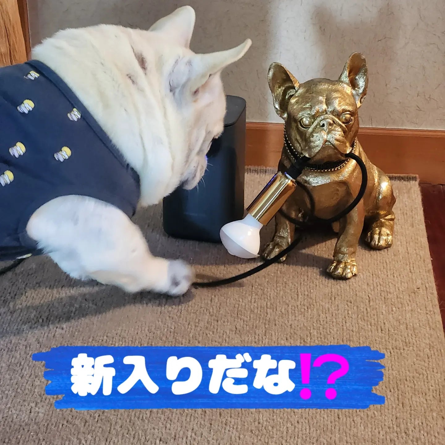 ルミナブル あなたの忠犬があなたを見守る(今だけ送料無料)