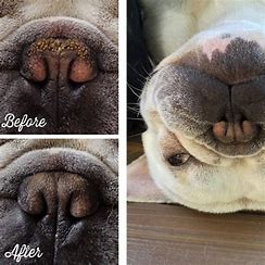 Natural Dog Company Snot Soother (pour le nez)