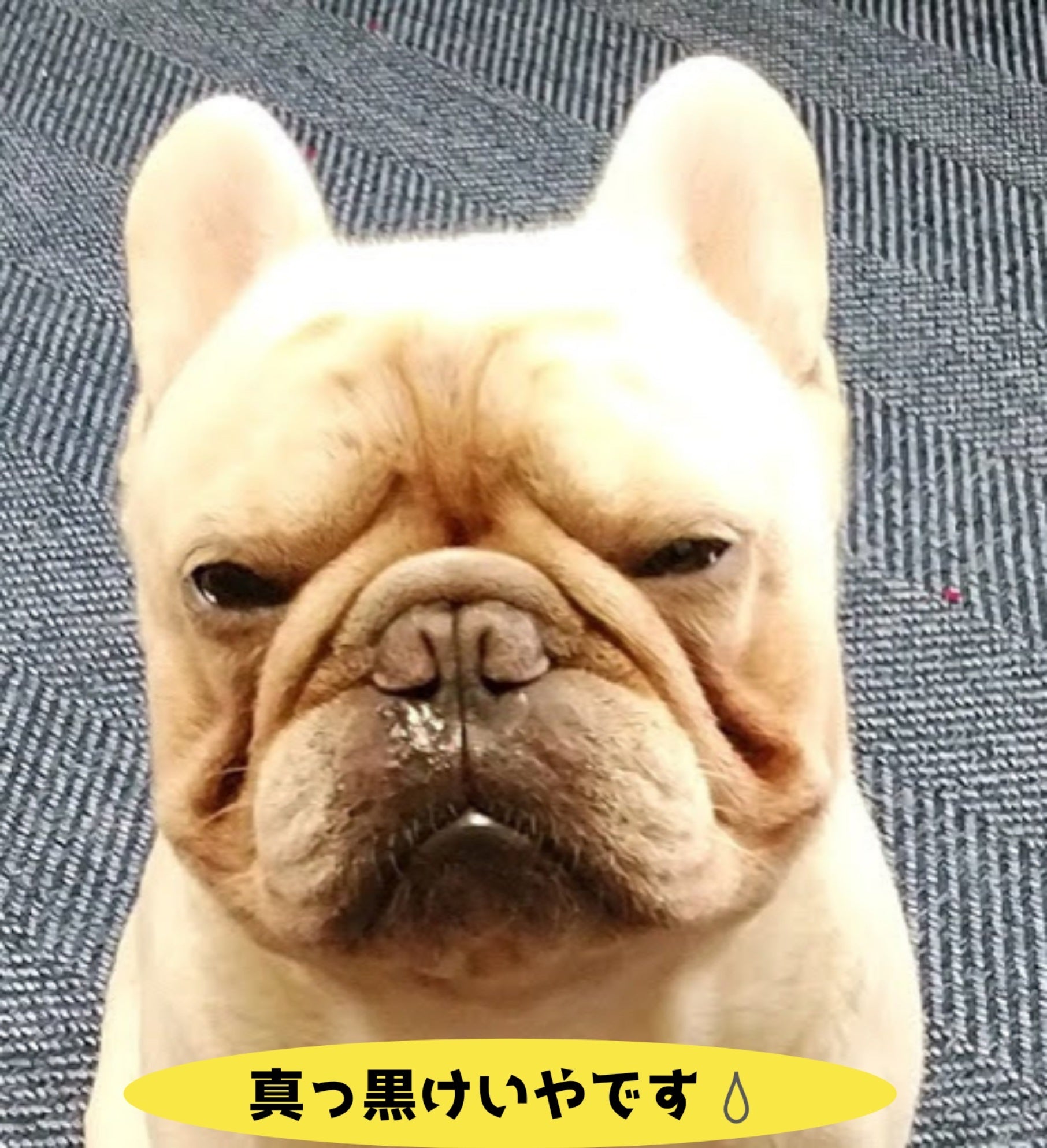 Natural Dog Company リンクルバーム