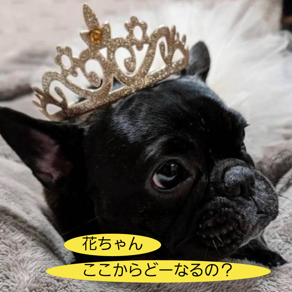 イラストから作る刺繍でオリジナルグッズを楽しもう！