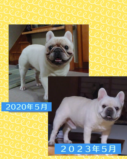 Natural Dog Company リンクルバーム