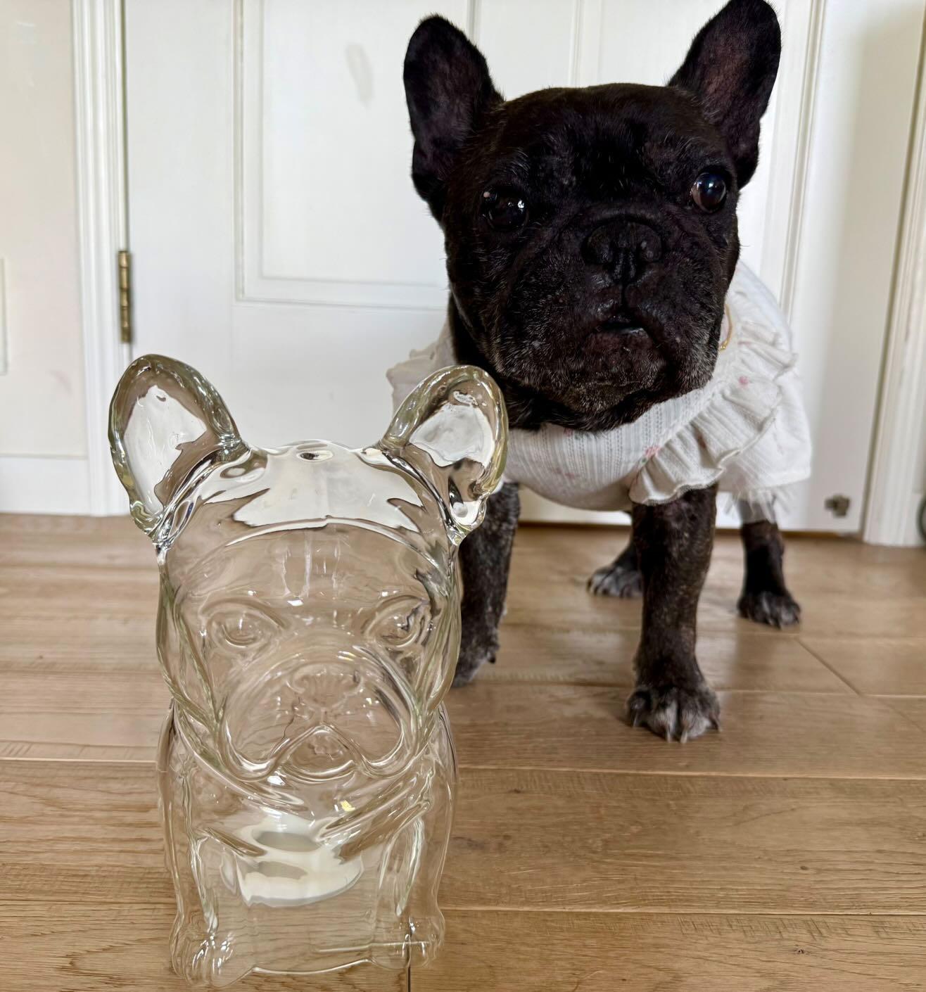 French Bulldog Glass Jar/home décor.